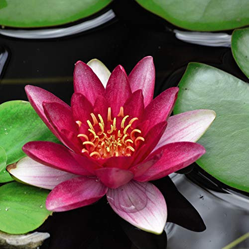 Water Lily Red Nymphaea Tender Perennial Summer Autumn Flowering Garden Plants Grow Your Own Bareroots 1 or 2 Bare Roots Water Lily Red