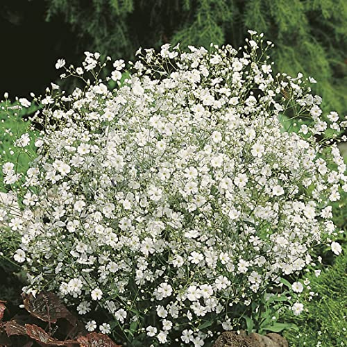 Buy4seeds 20 Seeds Flower Pansy Trailing Winter Flowering Cool Wave White Easy to Grow Garden Yard Patio
