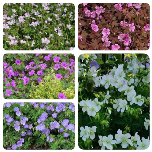 Semillas de geranio, cobertura del suelo Geranio wilfordii, Decoración de jardín para exteriores semillas de silvestres jardín 700pcs