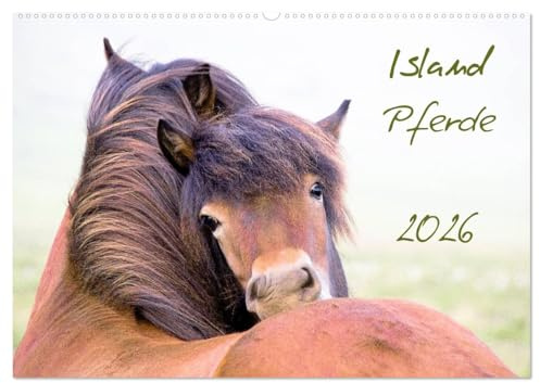 Islandpferde (Wandkalender 2026 DIN A2 quer), CALVENDO Monatskalender: Islandpferde, Islandponys, Fohlen, Natur, Landschaft... dieser Kalender bietet eine breites Spektrum (CALVENDO Tiere)