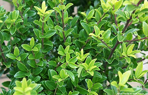 Stauden Gänge 50 x Ilex maximowicziana var. 'Kanehirae' (Buchsbaum Ersatz/Immergrün/Winterhart/Mehrjährig) Japanischer Ilex - Ihr immergrünes Highlight im Garten - Top für Hecken