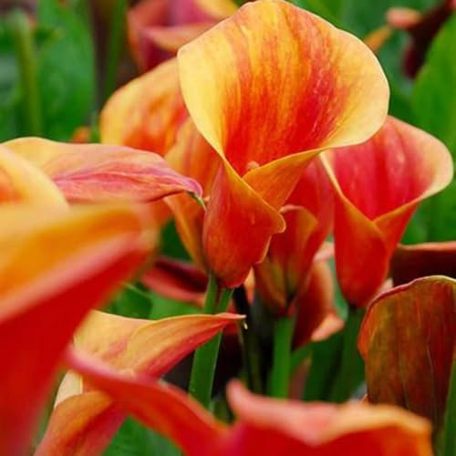 Calla Lily Bulbs-Calla Lily Bulbs for Planting Now UK,Wedding Flowers,Garden Flowers,Hardy Perennial,Plant Bulbs-10bulbs-c