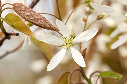 Kupfer-Felsenbirne Amelanchier lamarckii 100-125 cm winterhart