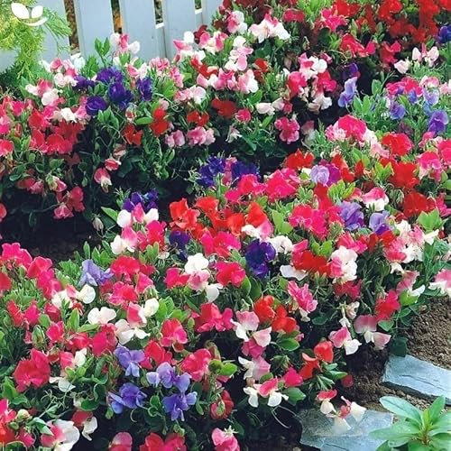 Sweet Pea Extra Dwarf 'Little Sweetheart' Mix - 20 Seeds + freebie + Plant tag (Lathyrus odoratus)