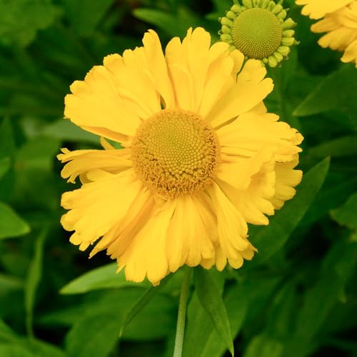 GardenersDream Helenium Giallo in Vaso – Pianta da Giardino Fiorita con Fiori Giallo Luminoso – Perennante Resistente da Esterno per Giardino e Bordure (incl. Vaso 11 cm)