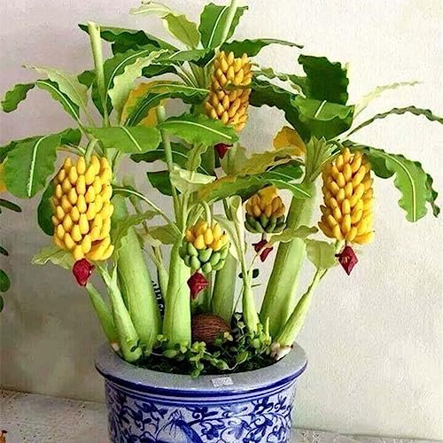 lamphle 50 Unids Semillas de Árbol de Plátano Enano Mini Bonsai Fruit Home Garden Office Plant Decor Flower Fruit Tree Semillas de Vegetales Semillas de plátano
