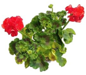 DECOALIVE Geranio Rojo – Planta Natural en Maceta – Resistente y de Fácil Mantenimiento