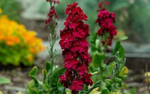 Giroflée quarantaine rouge - Matthiola incana 50 Graines