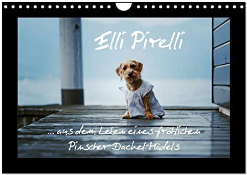 Elli Pirelli... aus dem Leben eines fröhlichen Pinscher-Dackel-Mädels (Wandkalender 2026 DIN A4 quer), CALVENDO Monatskalender (CALVENDO Tiere)