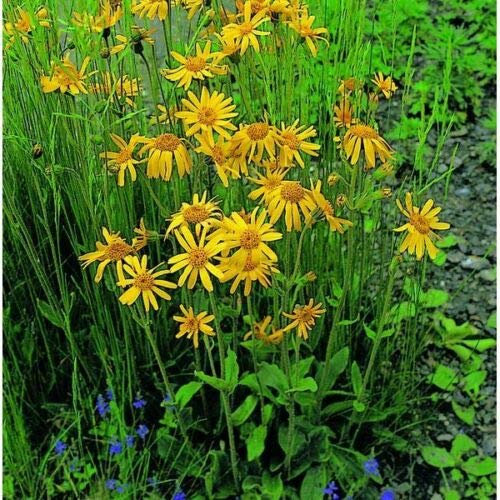 Graines fraîches - Bane du Léopard - Arnica Montana - 200 Semi
