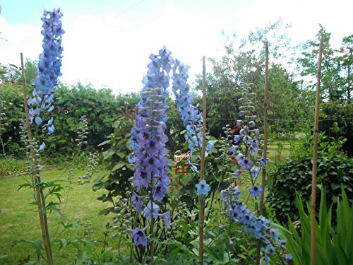 Portal Cool 20 x graines graines Delphinium Elatum Kestrel Blu Perenne semis automatique