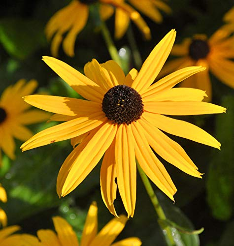 Sonnenhut Goldsturm - Rudbeckia fulgida - lebende Gartenpflanze aus den Baumschulen