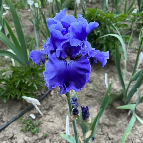 Semi di iris, Iris tectorum, autunnali, Gli iris sono perenni resistenti, giardino roccioso sono resistenti da giardino 350pcs