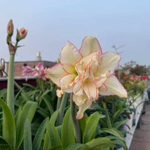bulbo de amarilis - Hippeastrum - resistentes pleno sol de balcón interior exóticas Cobertura resistente trepadoras invernadero interior 1pcs