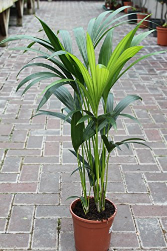 Indoor Plant -House or Office Plant -Howea forsteriana Kentia Palm - Paradise Palm 95cm Tall.