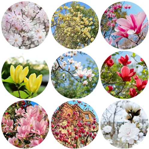 semillas de magnolia antiguas resistentes 100pcs