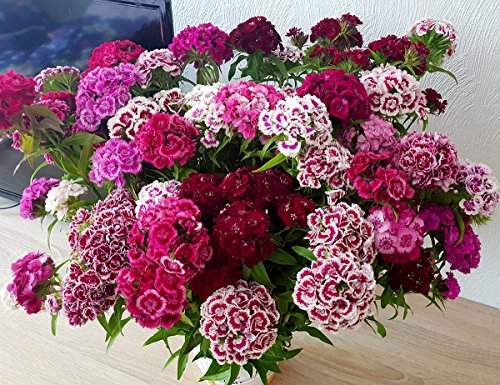 Bartnelke - Sweet William Double Mix - Nelke - Dianthus barbatus - 500 Samen