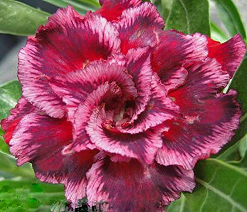GERMINATION SEEDS: Adenium obesum Desert RoseDOUBLE MAGIC PURPLE 20 GRAINES NOUVEAU EASY BLOOM: Only Seeds