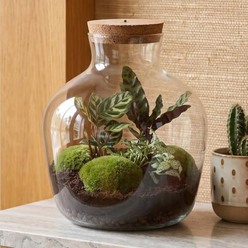urbanjngl - Fat Joe Pflanzen Terrarium mit Licht - DIY Kit für EIN geschlossenes Ökosystem - Durchmesser 29 cm, Höhe 30 cm - Ideal für Pflanzenliebhaber und Dekoration