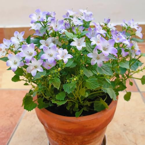 glockenblume - campanula medium - winterharte deko balkon glockenblumesamen seltene, wohnzimmer deko winterharte garten gartendeko 400pcs