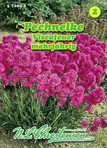 Lychnis viscaria, Pechnelke, Viscafeuer reinweiß N.L.Chrestensen Samen 572046-B