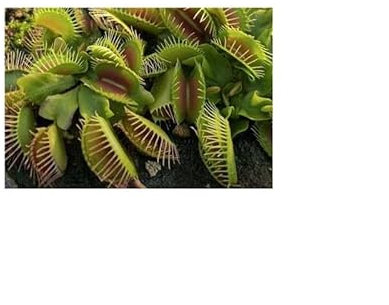 Stk - 3x Dionaea muscipula Phalanx Venusfliegenfalle Pflanzen - Samen B1256 - Seeds & Plants Shop by Ipsa
