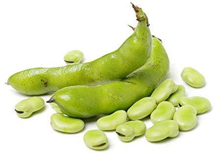 Broad Bean Plants,12 x Large Plant Pack, Vegetable Plants, Broad Beans, Garden Vegetables, Premium Quality Veg