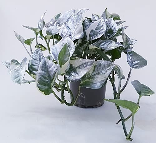 POWERS TO FLOWERS - POTHOS SCANDENS N'JOY COLOR LIFE ARGENTO, vaso 13cm diametro, pianta vera