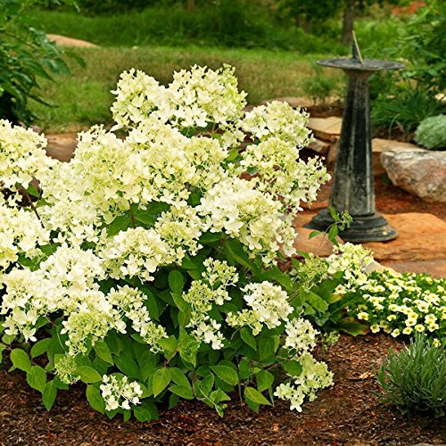 Rispenhortensie Mont Blanc® 60-80cm - Hydrangea paniculata - lebende Gartenpflanze aus den Baumschulen