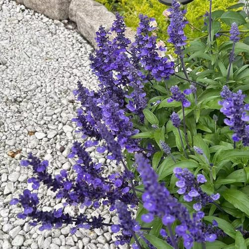 acquistare semi di salvia, esterno resistenti farfalle selvatiche vecchie varietà copertura del terreno rare autunnale 600pcs