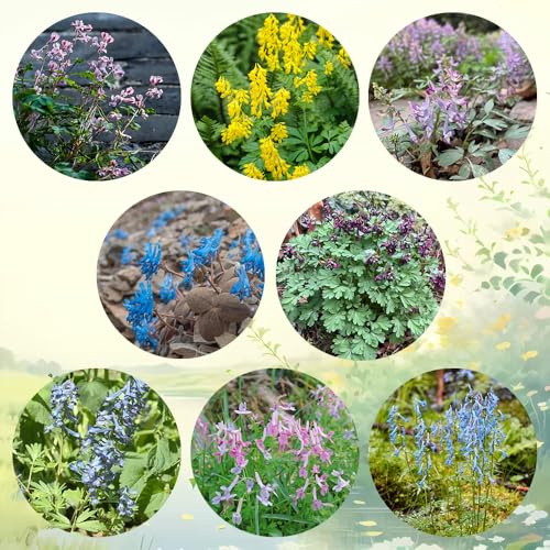semillas de espuela de caballero, Jardín de interior, decoración de salón, primavera, espuela de caballero orgánicas, arbustos 250pcs