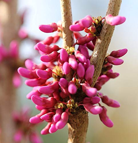 Chinesischer Judasbaum Avondale 40-60cm - Cercis chinensis - lebende Gartenpflanze aus den Baumschulen