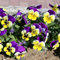 yifaeux 50 pezzi semi di viola del pensiero forte vitalità alta germinazione crescita rapida semi di fiori in vaso forniture da giardino semi di viola del pensiero per giardino Multicolore