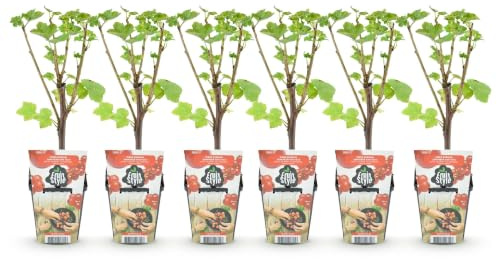 GreenboutiQ - Plantes fruitières - Groseille Rouge - Ribes rubrum Jonkheer van Tets - Résistant à l'hiver - 6 Plantes - Pot 9 cm - Groseille Rouge