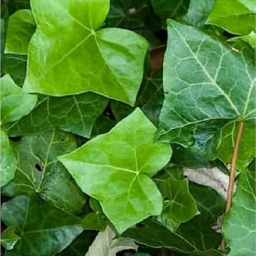 PianteWeb pw-40-edera-verde