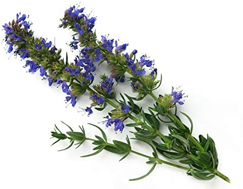 Hometown Seeds HYSSP