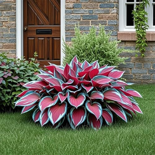 Bulbi di hosta,Radici selezionate di hosta,miste,resistenti al freddo e alla siccità,adatte per la decorazione di giardini e balconi-2 Rizoma-B
