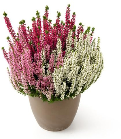 Semillas de brezo - Las de jardín de rocas son resistentes Semillas resistentes al brezo de invierno, resistentes Las de jardín son perennes 120pcs