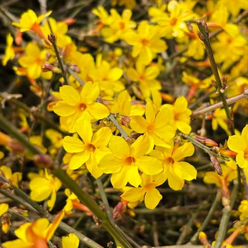 semi resistenti di gelsomino invernale - vecchie varietà da appartamento rare da giardino roccioso, 200pcs