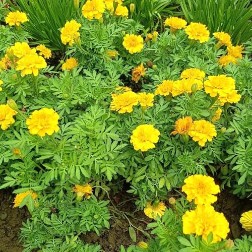 ringelblumensamen bio, winterharte balkonpflanzen Studentenblume,tagetes wildblumenwiese mehrjährig indoor zimmerpflanzen 450pcs