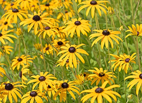 Gelber Sonnenhut Ratibida columnifera 50 Samen