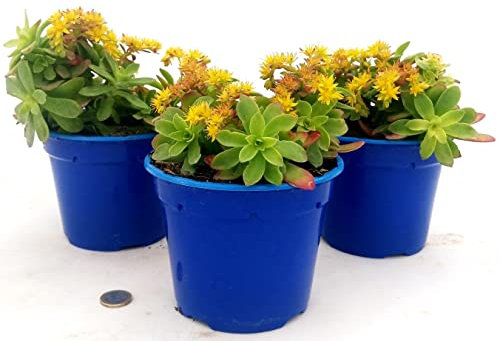 POWERS TO FLOWERS - SEDUM PALMIERI, 3 PIANTE, VASO 14CM DIAMETRO, piante vere