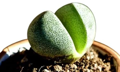 Lithops o Piedras Vivientes Perfecta para Coleccionistas de Suculentas