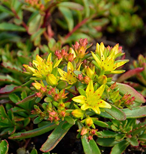 Fetthenne Weihenstephaner Gold - Sedum floriferum - lebende Gartenpflanze aus den Baumschulen