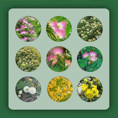 300 pcs seidenbaum bonsai samen - schmetterlingsflieder,Albizia julibrissin,schlafbaum blumenwiese samen bäume bienenfreundliche blumensamen gartenblumen pflanzenkübel gewächshaus