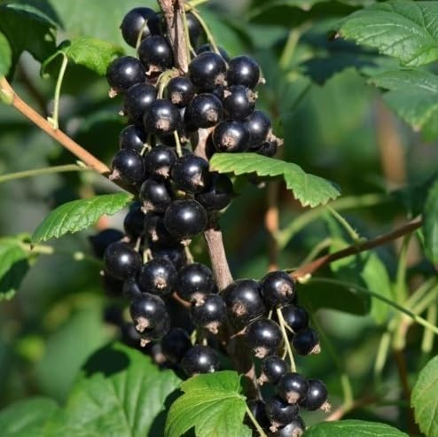 2pcs Consort Black Currant Plant Blackcurrant Fruits Bush Ornamental Shrub Sweer Berry Tree 6-12 Inch Tall, No Ship NC,WV,NH,SC,ME