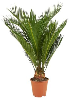 Bloomique - Cycas revoluta - Palma di Sagò - Cicas - Pianta da interno - Molto facile da curare - Alta 40-50 cm - Vaso 15 cm