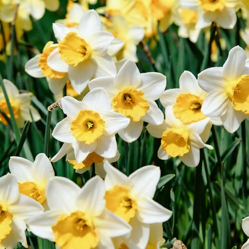 narzissenzwiebeln blumenwiese blumenzwiebeln mehrjährig winterhart hochbeet balkon winterharte kübelpflanzen steingartenpflanzen dekopflanzen hochbeete für garten 3zwiebeln