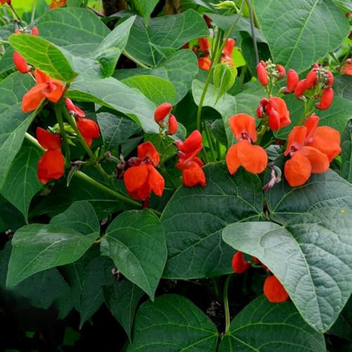 Semillas de judía escarlata - sostenibles Semillas de frijol escarlata - verdes frijol invierno jardín en el balcón balcón invernadero del jardín 10pcs