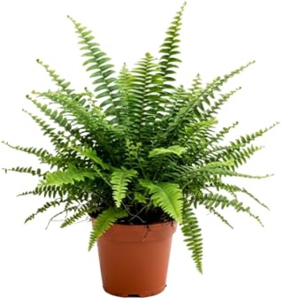 DECOALIVE Nephrolepis Exaltata Helecho de Boston | Maceta de 14 cm de Diámetro | Planta de 35 cm de Altura para Interior